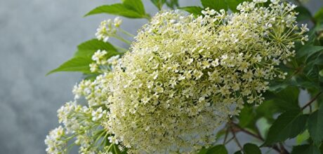 Flor de Sabugueiro: Com o Que Combina e Como Usar no Dia a Dia
