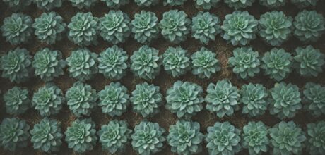 Como Práticas Agrícolas Sustentáveis Influenciam a Seleção de Ingredientes