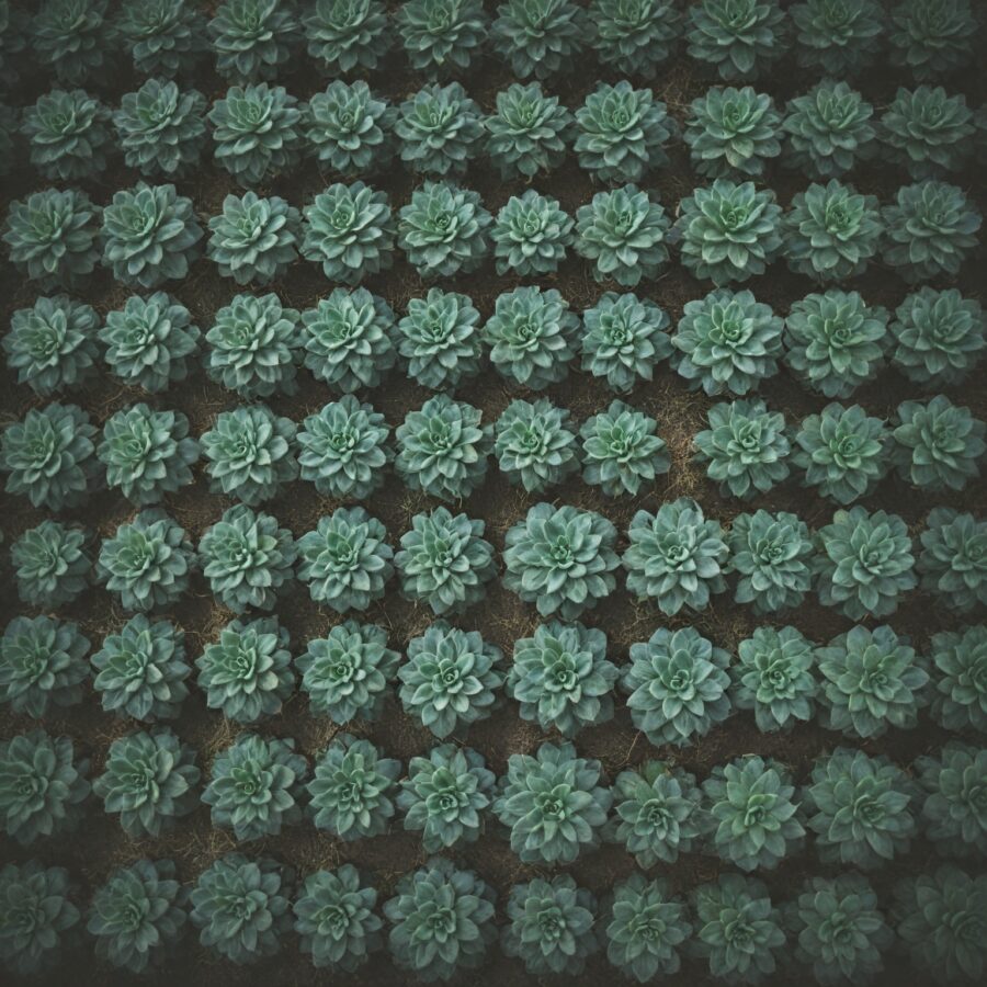Como Práticas Agrícolas Sustentáveis Influenciam a Seleção de Ingredientes